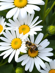 bee or honeybee on white flower of common  daisy