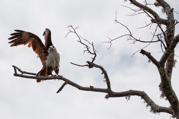 A brahminy kite gets ready to fly away from a high branch.