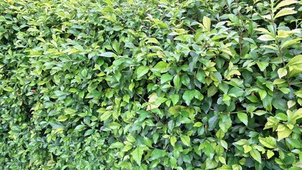The lush green detail of an Acalypha Siamensis hedge (no people) offers a vibrant natural decorative background and can function as a beautiful living fence or wallpaper