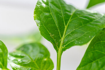 Macro close-up of aphids on sweet pepper seedling leaf