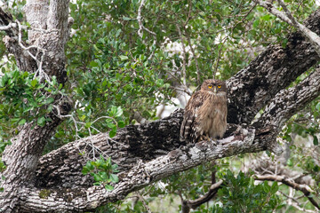 A brown fish owl partially camouflaged on a tree.