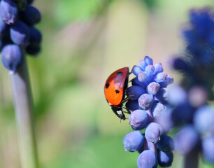 Ladybug and wildflower viper bow.