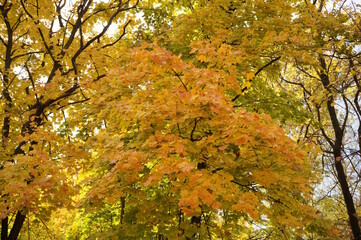 A tree with autumn leaves in close-up. Natural background.