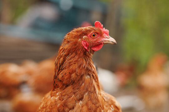 Close-up portrait of a brown hen with detailed plumage and red comb, captured outdoors on a traditional countryside farm.