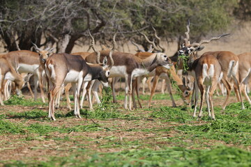 deer herd during the day