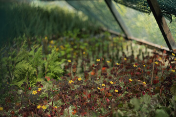 Young seedlings growing in greenhouse soil