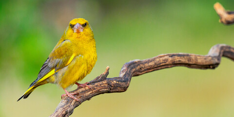 Greenfinch, Carduelis chloris, Mediterranean Forest, Castilla y Leon, Spain, Europe