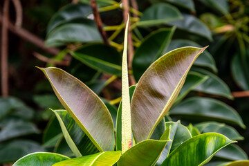 Ficus elastica pertenece a la familia de Moraceae.