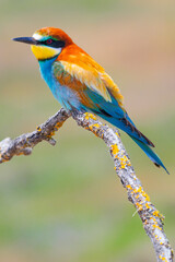 Fototapeta premium Bee-eater, Merops apiaster, Mediterranean Forest, Castilla y Leon, Spain, Europe