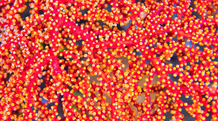 Sea Fan, Sea Whips, Gorgonian, Reef Building Corals, Coral Reef, Lembeh, North Sulawesi, Indonesia, Asia