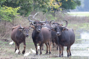 A herd of aggressive water buffalo stare aggressively ahead.