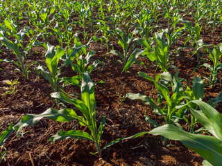 Corn field, aerial over the rows of corn stalks, excellent growth, ripening of the corn field. Agriculture theme.