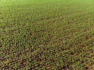 Corn field, aerial over the rows of corn stalks, excellent growth, ripening of the corn field....