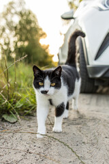 A black and white cat near a white car