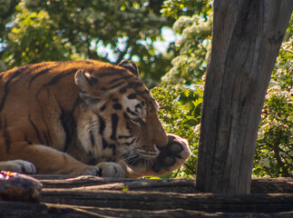 tiger in the zoo
