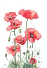 Watercolor Painting of Red Poppies