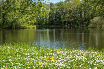 Un tapis naturel de pissenlits jaunes et de pâquerettes blanches en pleine floraison couvre le sol printanier, créant une scène colorée et vivante en pleine nature.