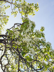 Fototapeta premium Une branche de poirier en fleurs, parée de petites fleurs blanches délicates, évoquant la fraîcheur du printemps et la promesse des fruits à venir.
