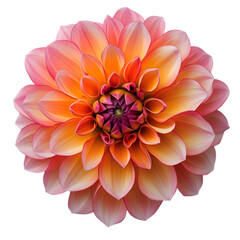Peach Dahlia Flower Close Up  Beautiful Blossom