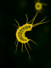 Yellow vibrio bacterium cell with flagella