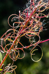 fireweed flower with seeds..