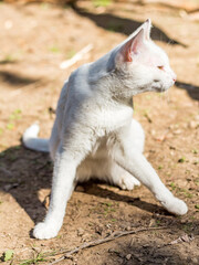 white cat basks in the sun..