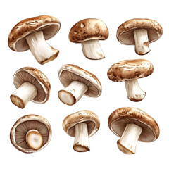 Shiitake Mushrooms Collection Various Angles Delicious Fungi