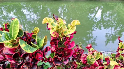 Decorative Croton Plant's Kaleidoscope of Color: Close-Up on its Brightly Variegated Leaves Showcasing Rich Patterns © Muhammad Nashieh