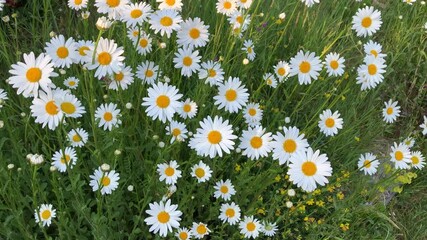 Oxeye daisies in a wild flower meadow. The oxeye daisy, (Leucanthemum vulgare)  is a perennial wildflower native to Europe and parts of Asia.
