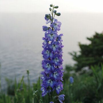 Une plante avec grande hampe florale avec vue sur la mer en arri&egrave;re plan
