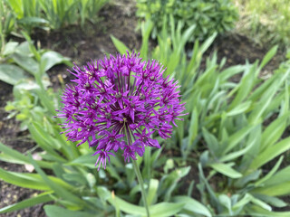 This year, for the first time, we received beautiful bright flowers of the Aflatun onion, or Dutch Purple Sensation, in the flower garden. A bright spring basket with bright burgundy small flowers