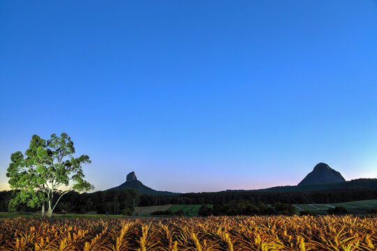 A blue-hour light painting of a pineapple plantation in front of the Glasshouse Mountains