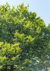 beech forest in the Carpathians..