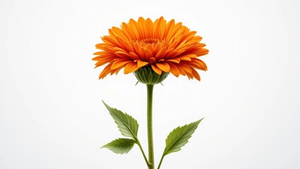 Vibrant Orange Flower with Green Leaves Isolated on a White Background