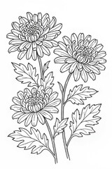 Chrysanthemums Line Drawing