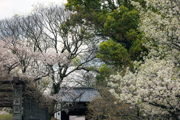 舞鶴公園の桜