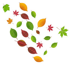 Obraz premium Colorful autumn leaves falling in a swirling pattern on isolated background