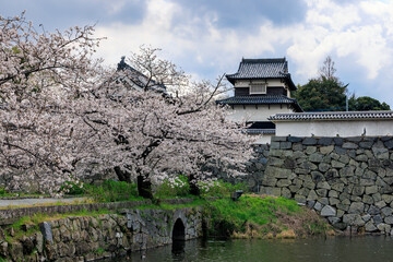 舞鶴公園の桜