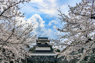 舞鶴公園の桜