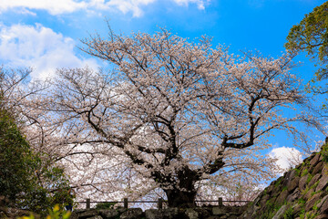 舞鶴公園の桜