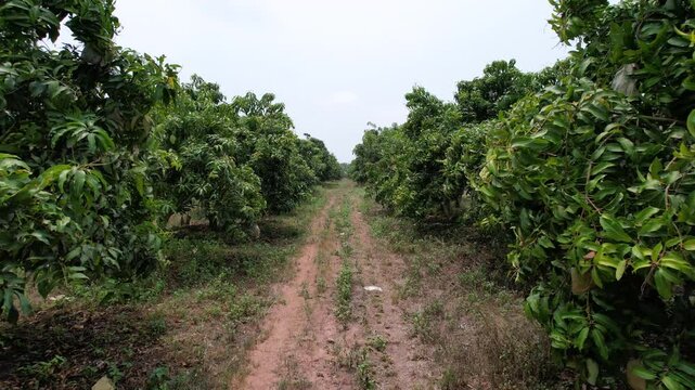 Mango trees are planted in rows in a mango orchard.