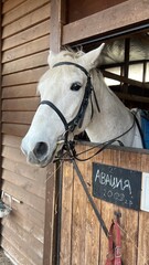 horse and rider