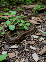 Cottonmouth Snake in the Shawnee National Forest of Illinois
