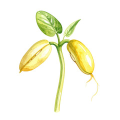 A watercolor painting of a sprouting bean plant with two seeds germinating showing delicate leaves and emerging roots