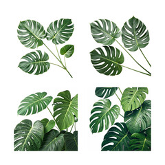 set green leaves isolated on white background