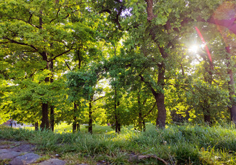 Obraz premium green leaves of trees with sun