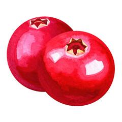 Two ripe red cranberries watercolor painting isolated transparent background perfect for food blogs or recipe websites