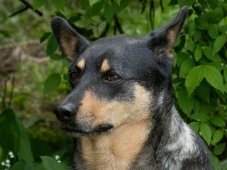 Thoughtful Lancashire Heeler in Natural Setting