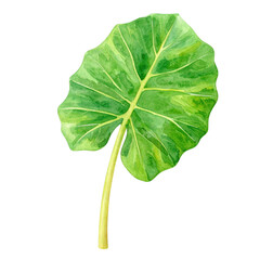 Fototapeta premium Vibrant green tropical leaf watercolor painting isolated transparent background perfect for botanical designs