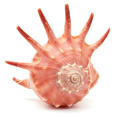 Obraz premium sea shell isolated on white